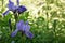 Japanese iris flower on a green background growing in a field near the forest