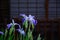 Japanese iris flowers, Kakitubata Orizuru , Japan