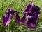 Japanese iris / Iris ensata / Japanese water iris, Japanische Sumpfschwertlilie, Japanische Sumpf-Schwertlilie, lâ€™Iris du Japon