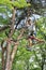 Japanese junior high school student playing at outdoor obstacle course on tree