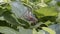 Japanese Katydid cleaning feet on a lush green plant.