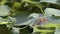 Japanese Katydid cleaning feet on a lush green plant.