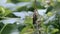 Japanese Katydid climbing on a vine.