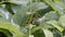 Japanese Katydid walking through leaves.