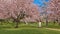 Japanese kimono girl and sakura tree in blossom 3D