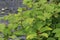 Japanese knotweed Fallopia japonica close-up growing in the UK.