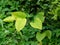 Japanese knotweed, invasive plant aka Reynoutria japonica, Fallopia japonica and Polygonum cuspidatum. UK. Spring shoots