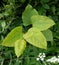 Japanese knotweed, invasive plant aka Reynoutria japonica, Fallopia japonica and Polygonum cuspidatum. UK. Spring shoots