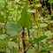 Japanese knotweed wilderness - Fallopia japonica