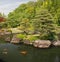 Japanese Koi Carp Pond