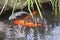 Japanese koi carps in a city pond in Japan