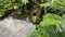 Japanese Koi fish swimming in pond with moss, ferns in tropical rain forest garden with mist stream at countryside in the morning.