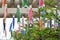 Japanese \\\'Koinobori\\\' ( Carp streamer ) .