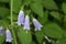 Japanese lady bell  Adenophora triphylla  flowers.