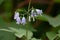 Japanese lady bell  Adenophora triphylla  flowers.