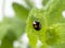 Japanese ladybug. Black Ladybird