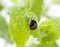 Japanese ladybug. Futamon Black Ladybird