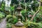 Japanese lantern in the tropical garden