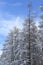 Japanese larches covered with snow