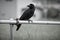 Japanese Large Billed Crow
