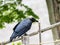 Japanese large-billed crow on an old fence post 2