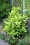 Japanese laurel or Aucuba japonica evergreen shrub plant with lush foliage green leaves with golden spots growing next to fence