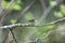 Japanese leaf warbler in Japan