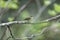 Japanese leaf warbler in Japan