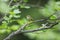 Japanese leaf warbler in Japan