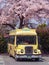 Japanese local yellow bus Fujikyu in the station of Kawaguchi lake overlooking by a pink sakura cherry blossoms tree in bloom