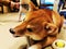 The Japanese loco pet dog Shiba Inu playing in the house