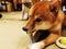 The Japanese loco pet dog Shiba Inu playing in the house