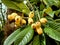 Japanese Loquat