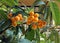 Japanese loquat fruit on the tree