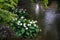 Japanese lush green garden with decorative stone and white flower in rainy day with raindrop and small water ripple in the pond