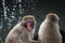 Japanese macaque apes
