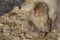 Japanese Macaque Baby Cuddling at Mother`s Feet