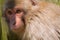 Japanese Macaque Captured in the Trap-Macaca fuscata