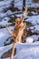 Japanese macaque climbing a branch stuck on the ground during winter