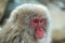 Japanese macaque.Close up portrait. The Japanese macaque ( Scientific name: Macaca fuscata), also known as the snow monkey.