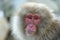 Japanese macaque. Close up portrait. The Japanese macaque ( Scientific name: Macaca fuscata), also known as the snow monkey.