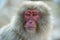 Japanese macaque. Close up portrait. The Japanese macaque ( Scientific name: Macaca fuscata), also known as the snow monkey.