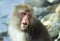 Japanese macaque. Close up portrait. The Japanese macaque ( Scientific name: Macaca fuscata), also known as the snow monkey.