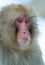 Japanese macaque. Close up portrait. The Japanese macaque ( Scientific name: Macaca fuscata), also known as the snow monkey.