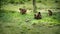 Japanese Macaque Family