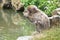 Japanese macaque hangin out been there selfs