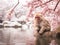 A Japanese macaque holds her