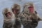 Japanese Macaque, Japanse makaak, Macaca fuscata