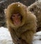 Japanese Macaque, Japanse Makaak, Macaca fuscata