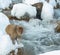 Japanese macaque jumping. The Japanese macaque ( Scientific name: Macaca fuscata), also known as the snow monkey. Natural habitat